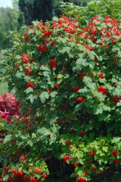 Dwarf European Cranberry Bush - 5 Gallon Pot -Green Haven Shop viburnum opulus compactum dwarf european cranberry bush 3 1