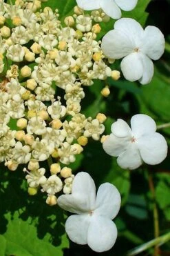 Dwarf European Cranberry Bush - 5 Gallon Pot -Green Haven Shop viburnum opulus compactum dwarf european cranberry bush 7 1
