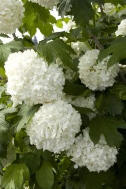Eastern Snowball Viburnum Bush - 1 Gallon Pot -Green Haven Shop viburnum opulus sterile eastern snowball 2 1