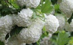 Eastern Snowball Viburnum Bush - 1 Gallon Pot -Green Haven Shop viburnum opulus sterile eastern snowball 4 1