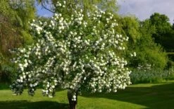 Eastern Snowball Viburnum Bush - 1 Gallon Pot -Green Haven Shop viburnum opulus sterile eastern snowball 9 1
