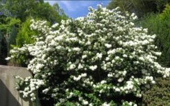 Japanese Snowball Bush (Viburnum Plicatum) - 2 Gallon Pot -Green Haven Shop viburnum plicatum japanese snowball bush flowers 15