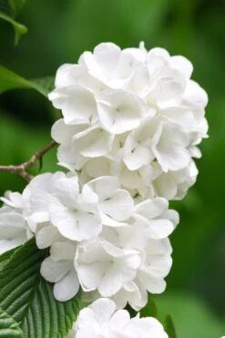 Japanese Snowball Bush (Viburnum Plicatum) - 2 Gallon Pot -Green Haven Shop viburnum plicatum japanese snowball flowers 10