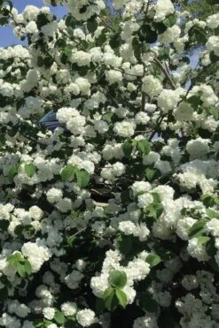 Japanese Snowball Bush (Viburnum Plicatum) - 2 Gallon Pot -Green Haven Shop viburnum plicatum japanese snowball flowers 15