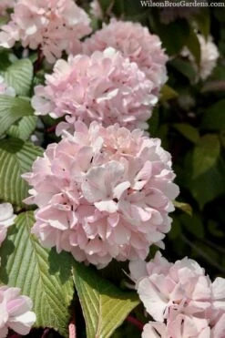 Kern's Pink Snowball Viburnum Bush - 2 Gallon Pot -Green Haven Shop viburnum plicatum kerns pink snowball 3