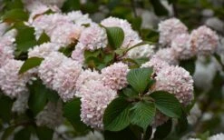 Kern's Pink Snowball Viburnum Bush - 2 Gallon Pot -Green Haven Shop viburnum plicatum kerns pink snowball 7
