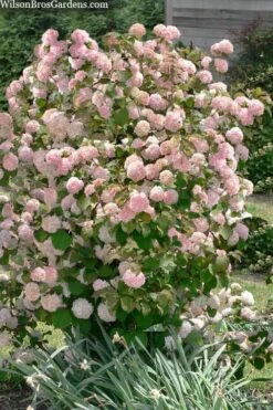 Kern's Pink Snowball Viburnum Bush - 2 Gallon Pot -Green Haven Shop viburnum plicatum kerns pink snowball 9