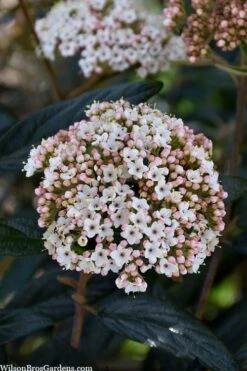 Prague Viburnum - 3 Gallon Pot -Green Haven Shop viburnum pragense prague 2 2