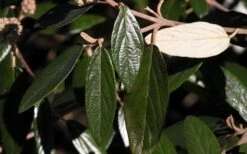 Prague Viburnum - 1 Gallon Pot -Green Haven Shop viburnum pragense prague 7 1