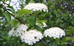 Blackhaw Viburnum - 3 Gallon Pot -Green Haven Shop viburnum prunifolium black haw 4