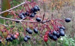 Blackhaw Viburnum - 3 Gallon Pot -Green Haven Shop viburnum prunifolium black haw 5