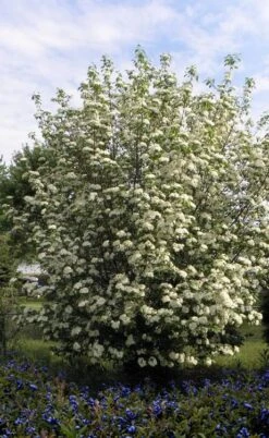 Blackhaw Viburnum - 3 Gallon Pot -Green Haven Shop viburnum prunifolium black haw 7