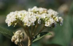 Willowwood Viburnum - 3 Gallon Pot -Green Haven Shop viburnum rhytidophylloides willowwood 2