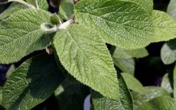 Willowwood Viburnum - 3 Gallon Pot -Green Haven Shop viburnum rhytidophylloides willowwood 3