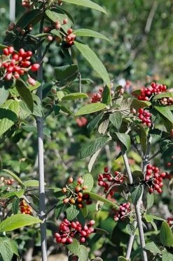 Willowwood Viburnum - 3 Gallon Pot -Green Haven Shop viburnum rhytidophylloides willowwood 5