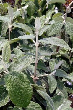 Willowwood Viburnum - 3 Gallon Pot -Green Haven Shop viburnum rhytidophylloides willowwood 6