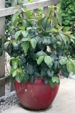 Shiny Dancer Viburnum - 2 Gallon Pot -Green Haven Shop viburnum shiny dancer 26