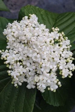 Shiny Dancer Viburnum - 2 Gallon Pot -Green Haven Shop viburnum shiny dancer 4 500x750 1