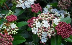 Spring Bouquet Viburnum - 3 Gallon Pot -Green Haven Shop viburnum spring bouquet 800x500 3