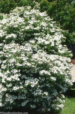 Summer Snowflake Viburnum - 1 Gallon Pot -Green Haven Shop viburnum summer snowflake 102