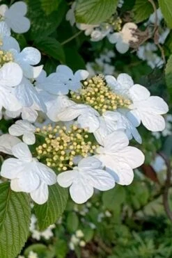 Summer Snowflake Viburnum - 1 Gallon Pot -Green Haven Shop viburnum summer snowflake 103