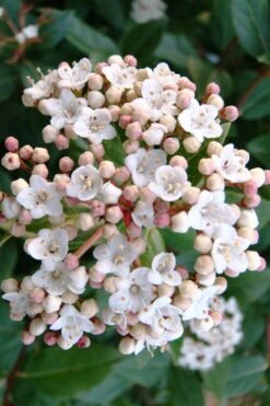 Spring Bouquet Viburnum - 1 Gallon Pot -Green Haven Shop viburnum tinus spring bouquet 1 1