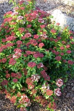 Spring Bouquet Viburnum - 1 Gallon Pot -Green Haven Shop viburnum tinus spring bouquet 2 1