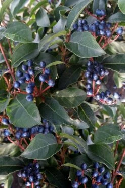 Spring Bouquet Viburnum - 6 Pack Of 1 Gallon Pots -Green Haven Shop viburnum tinus spring bouquet 5