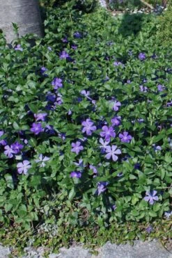 Bigleaf Periwinkle (Vinca Major) - 10 Pack Of Pint Pots -Green Haven Shop vinca major bigleaf periwinkle 10