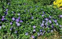 Bigleaf Periwinkle (Vinca Major) - 10 Pack Of Pint Pots -Green Haven Shop vinca major bigleaf periwinkle 11