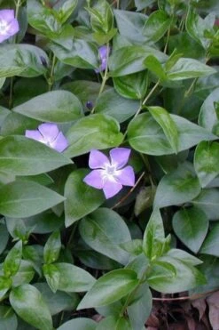 Bigleaf Periwinkle (Vinca Major) - 10 Pack Of Pint Pots -Green Haven Shop vinca major bigleaf periwinkle 12