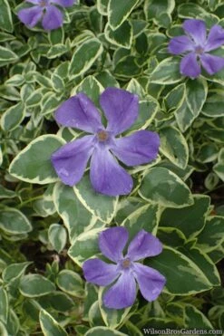 Variegated Bigleaf Periwinkle (Vinca Major 'Variegata') - 18 Pack Of Pint Pots -Green Haven Shop vinca major variegata big leaf periwinkle 10