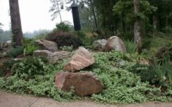 Variegated Bigleaf Periwinkle (Vinca Major 'Variegata') - 18 Pack Of Pint Pots -Green Haven Shop vinca major variegata big leaf periwinkle 12