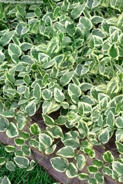 Variegated Bigleaf Periwinkle (Vinca Major 'Variegata') - 18 Pack Of Pint Pots -Green Haven Shop vinca major variegata big leaf periwinkle 14