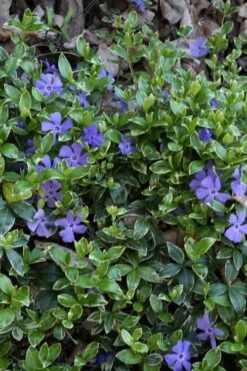 Ralph Shugert Variegated Periwinkle (Vinca Minor) - 10 Pack Of Pint Pots -Green Haven Shop vinca minor ralph shugert variegated evergreen periwinkle 4
