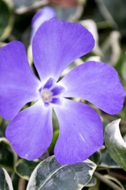 Ralph Shugert Variegated Periwinkle (Vinca Minor) - 10 Pack Of Pint Pots -Green Haven Shop vinca minor ralph shugert variegated evergreen periwinkle 6