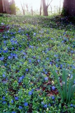 Ralph Shugert Variegated Periwinkle (Vinca Minor) - 10 Pack Of Pint Pots -Green Haven Shop vinca minor ralph shugert variegated evergreen periwinkle 7