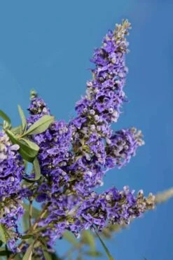 Delta Blues Chaste Tree (Vitex) - 7 Gallon Pot -Green Haven Shop vitex agnus castus delta blues 22