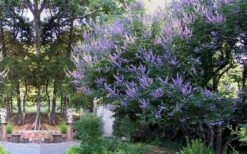 Shoal Creek Chaste Tree (Vitex) - 5 Gallon Pot -Green Haven Shop vitex agnus castus shoal creek chaste tree 53