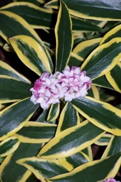 Marianni Variegated Pink Winter Daphne - 1 Gallon Pot -Green Haven Shop winter daphne marianni 3