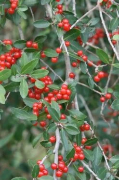 Weeping Yaupon Holly (Ilex Vomitoria 'Pendula') - 7 Gallon Pot (3-4') -Green Haven Shop yaupon holly weeping 13 1