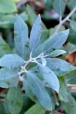 Woodlanders Blue Dusty Zenobia (Honeycup) - 1 Gallon Pot -Green Haven Shop zenobia woodlanders blue 21