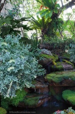 Woodlanders Blue Dusty Zenobia (Honeycup) - 3 Gallon Pot 11 Woodlanders Blue Dusty Zenobia (Honeycup) - 3 Gallon Pot -Green Haven Shop zenobia woodlanders blue 25 1