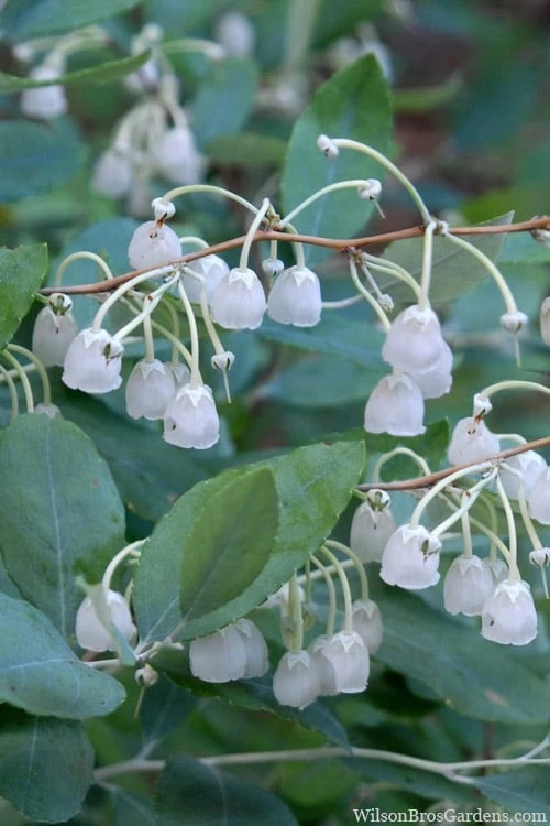 Woodlanders Blue Dusty Zenobia (Honeycup) - 3 Gallon Pot 1 Woodlanders Blue Dusty Zenobia (Honeycup) - 3 Gallon Pot